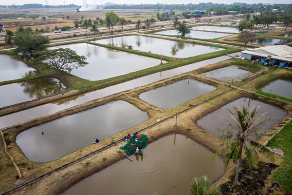 Nuôi trồng thủy sản quảng canh là gì?